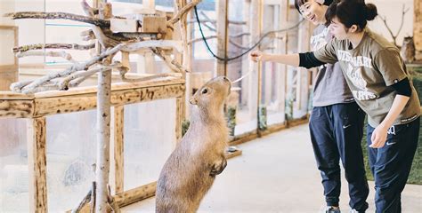 飼養動物|飼育